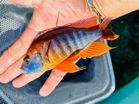 Snake river cichlids - Snake River Cichlids / OB. Insignus Hap OB $53 99 Size 1.75 lb. Add to cart Insignus Hap OB - 4"+ Guaranteed Female is backordered and will ship as soon as it is back in stock. Protomelas sp. Spilonotus Tanzania x Aulonocara. Males have a striking blue and gold coloring. This hybrid is in the first generation being a cross between a male Inisignis Hap …